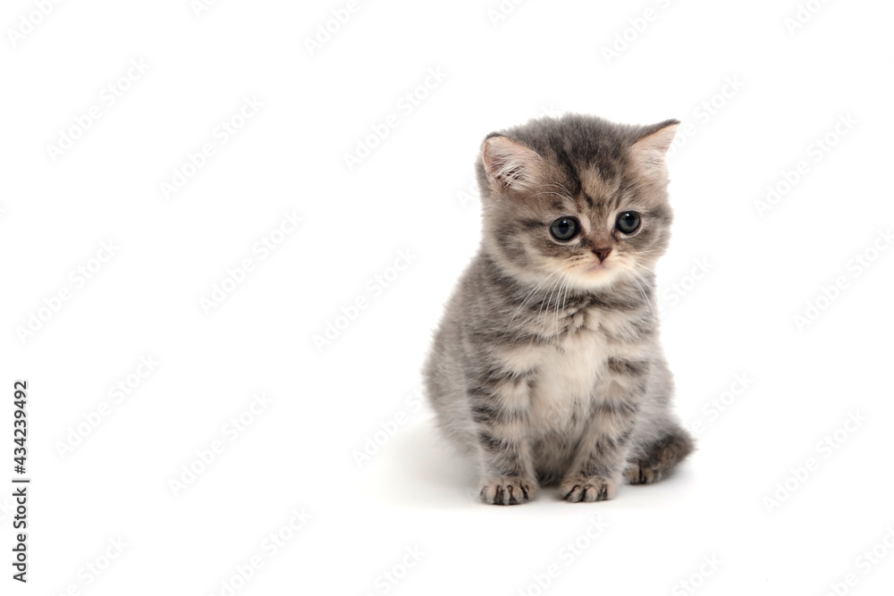 Obraz premium a striped purebred kitten sits on a white background