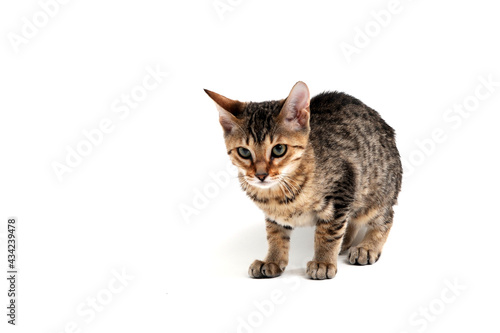A purebred smooth-haired cat stands on a white background © Евгений Порохин