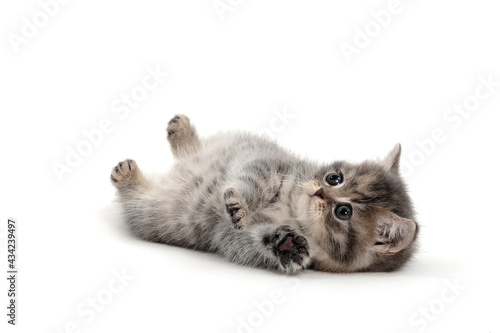 A gray purebred kitten lies on a white background