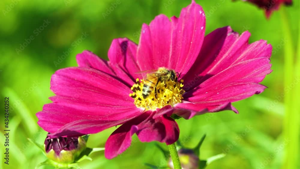 Flying bee covered with pollen collecting nectar on flower. Close up view slow motion. Bee on flower. Flying bee covered with pollen collecting nectar on flower. Close up view slow motion. Bee on flower.