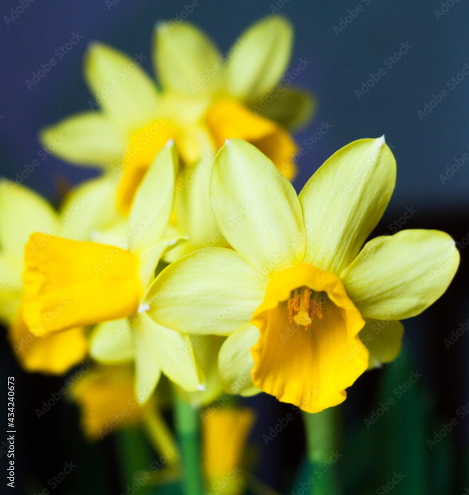 Fototapeta premium Yellow Narcissus flowers