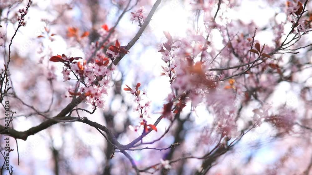 Closeup of pink cherry blossom tree branches with flower petals in spring in Prague and blue sky, czech republic Closeup of pink cherry blossom tree branches with flower petals in spring in Prague and blue sky, czech republic