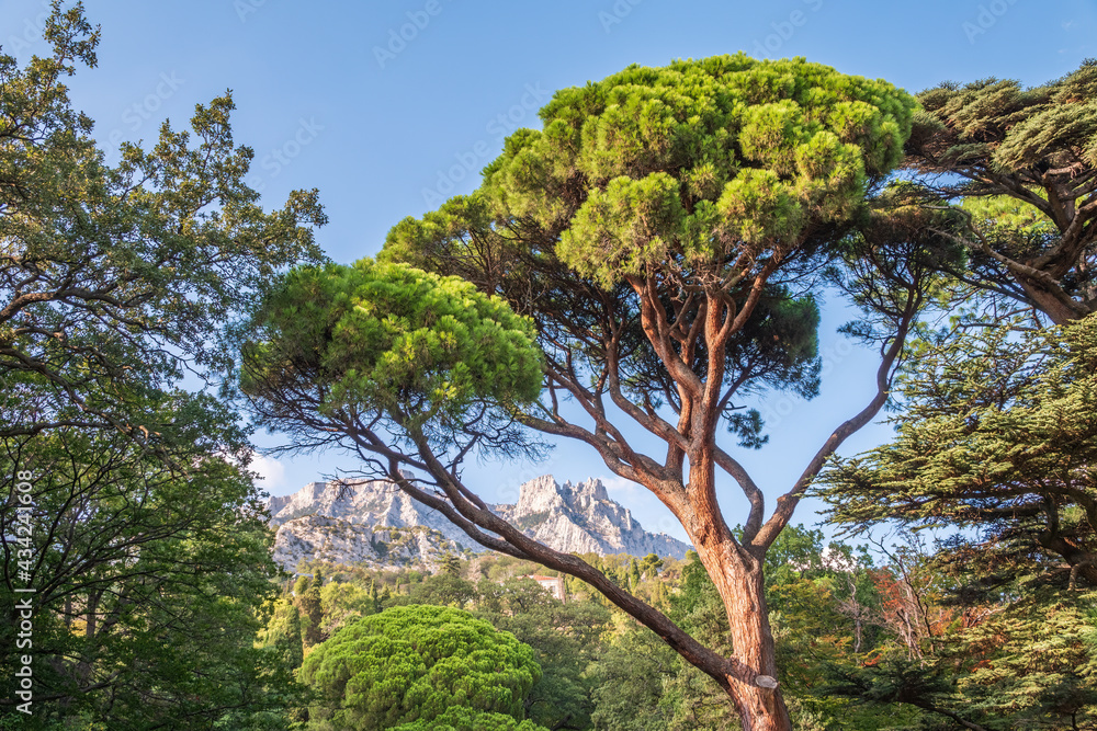 Green old cedar tree with long needles on a background of mountains in cloudy day. Freshness, nature, concept. Pinus pinea