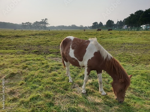 Broad green meadows and horses to soothe hunger © 효중 심