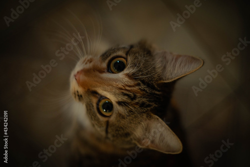 cute cats in the village. they play with each other. sleeping cats. macro photography. photo of domestic cats happy animals. village private house