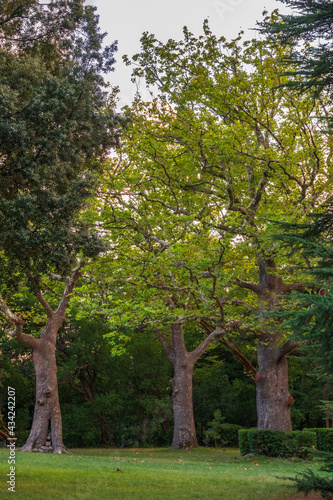 Large tree Pltatanus oreintalis with Green Leaves and futis in sunset light