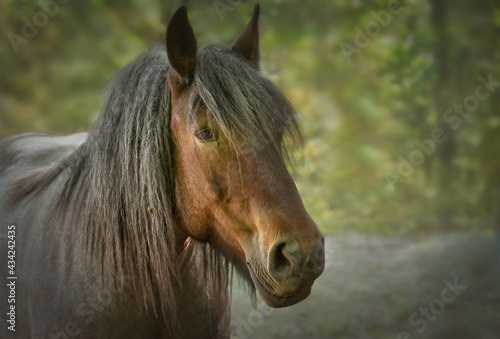 Porträt von Pferd
