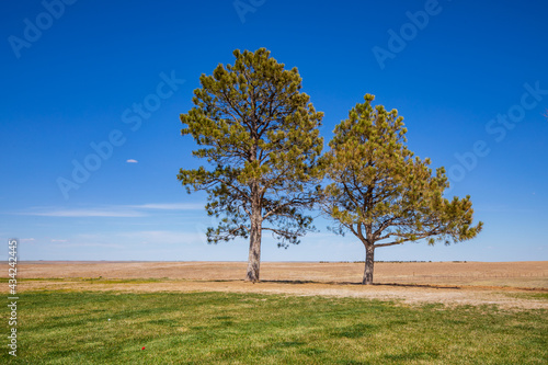 Trees in the field. Nebraska landscape.