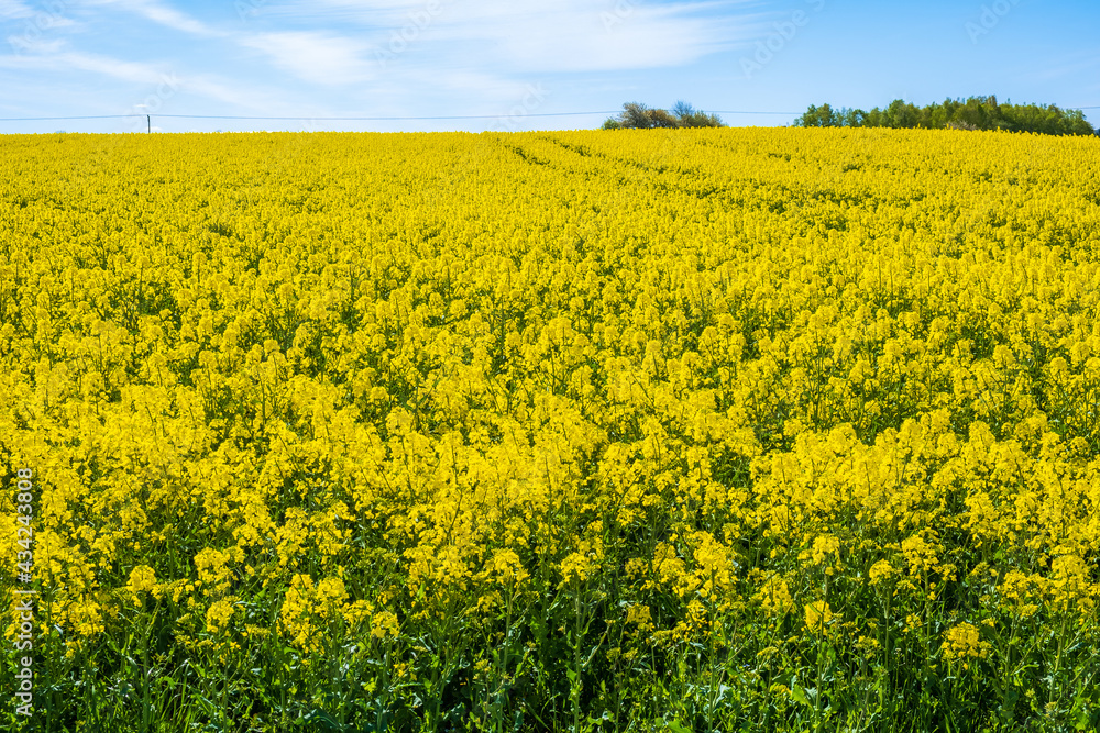 Flowering rapeseed in sunlight in the summer