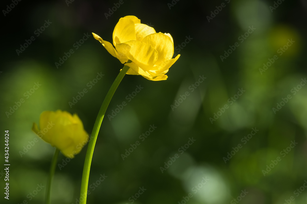 Blooming Globeflower on a summer meadow Blooming Globeflower on a summer meadow