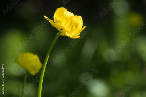 Blooming Globeflower on a summer meadow