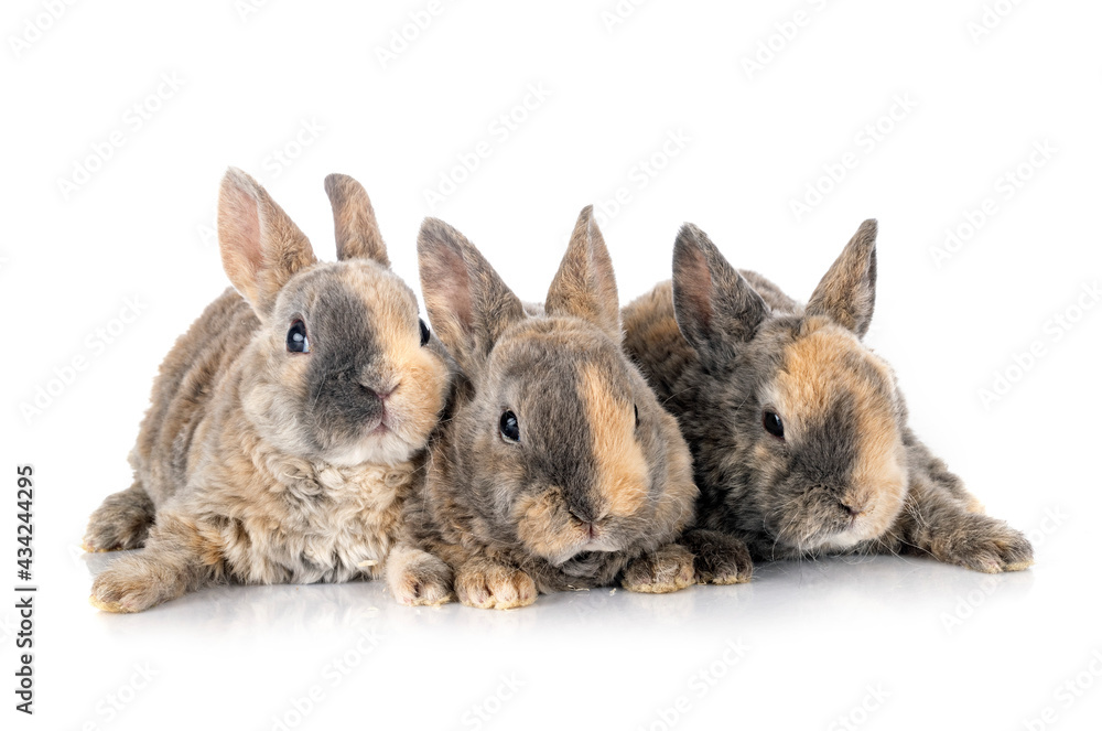 Obraz premium rex rabbits in studio