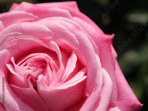 ピンクのバラの花クローズアップ