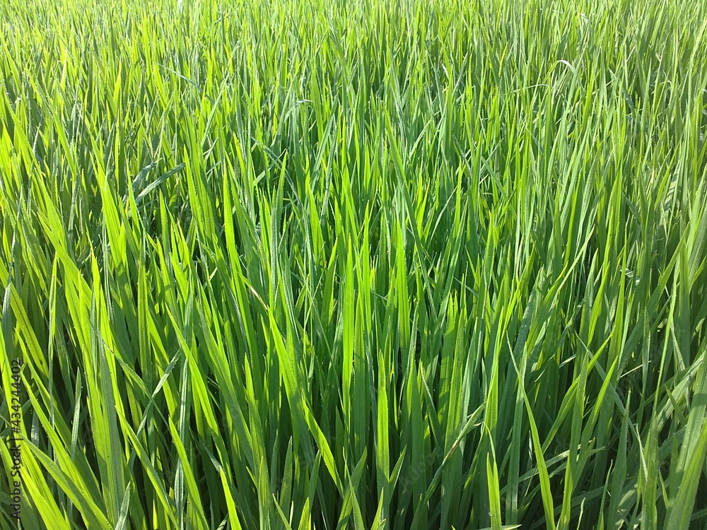 Obraz premium Nature