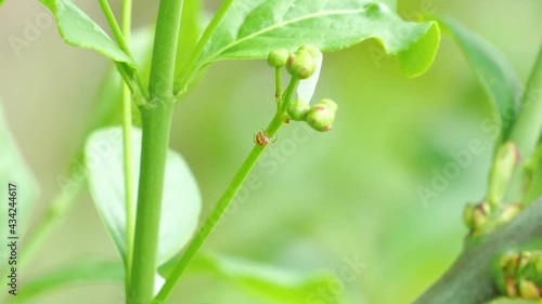 Die kleine Grüne Krabbenspinne (Diaea dorsata) an einer Pflanze im Spinnennetz photo