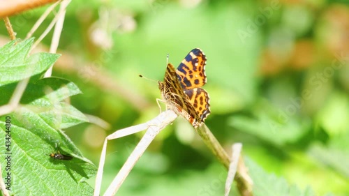 Schmetterling (Tagfalter) Große Fuchs (Nymphalis polychloros) rastet auf einem Halm photo