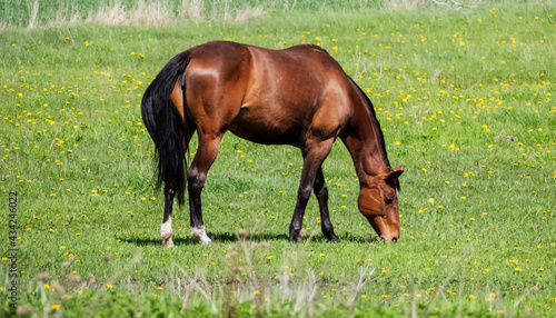 A riding mare grazes on a meadow in the spring