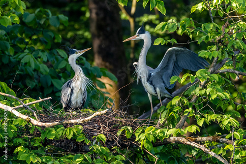 Graureiher (Ardea cinerea) photo