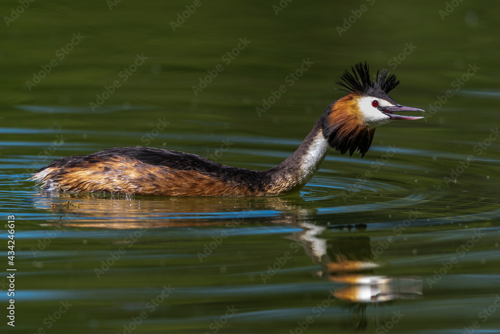 Haubentaucher (Podiceps cristatus) Haubentaucher (Podiceps cristatus)