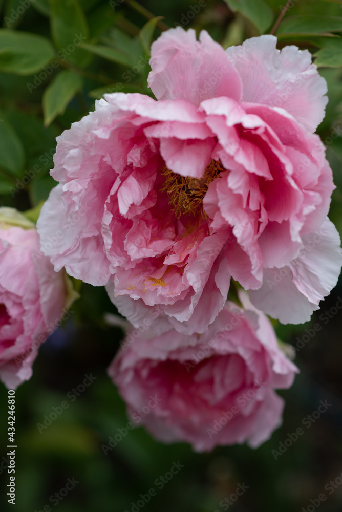 Pfingstrose in voller Blüte