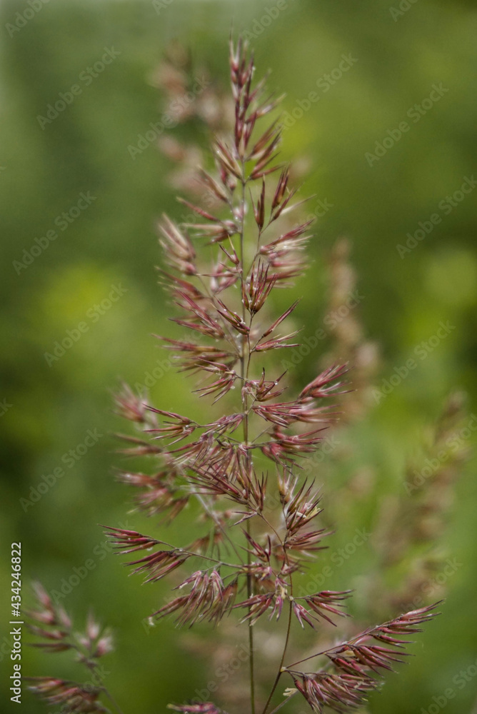 field grass panicle close-up on a natural green background, background blurred