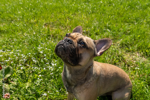 side view of adorable french bulldog dog sitting and waiting for a treat.