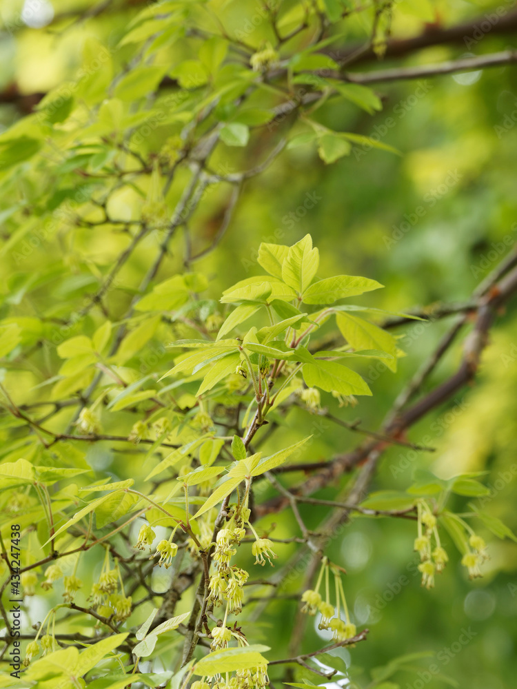 (Acer griseum) Érable cannelle ou érable à écorce de papier aux grappes de feuilles palmatilobées et fleurs à pédoncules verdâtres, solitaires, pendantes au printemps (Acer griseum) Érable cannelle ou érable à écorce de papier aux grappes de feuilles palmatilobées et fleurs à pédoncules verdâtres, solitaires, pendantes au printemps