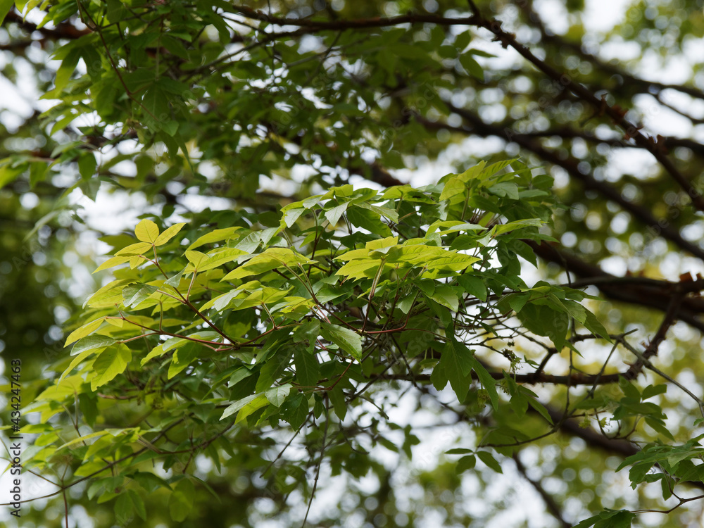 (Acer griseum) Grappes de feuilles trifoliées, opposées, elliptiques-obovales et obtus de l'érable cannelle ou érable à écorce de papier