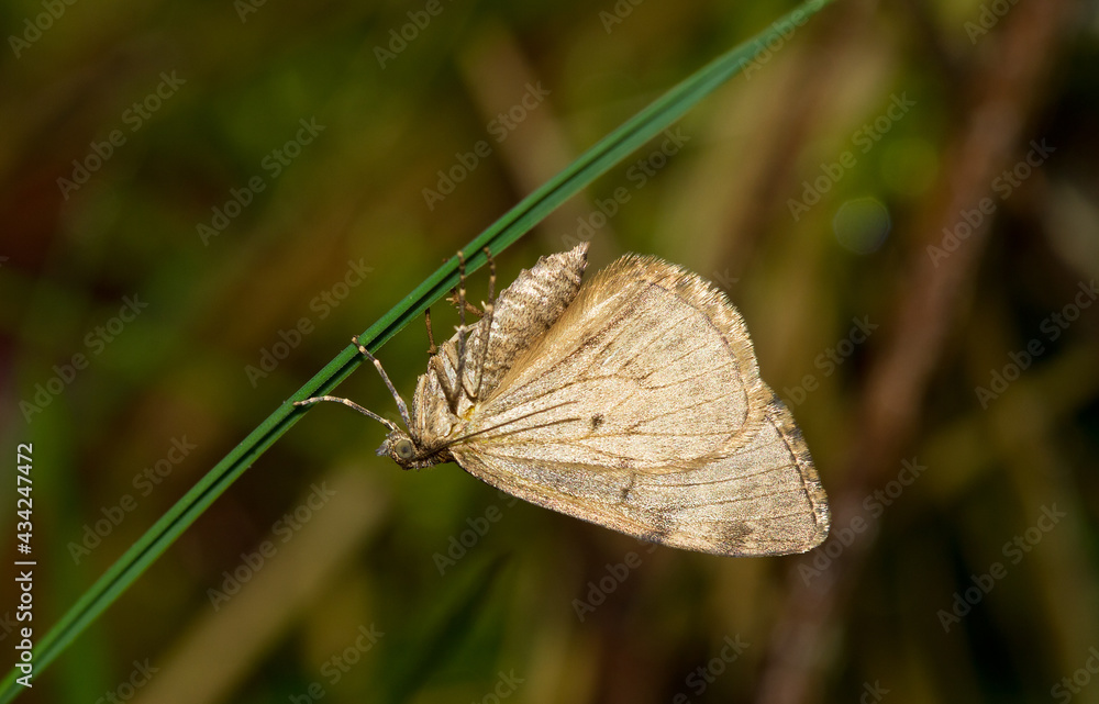 Obraz premium Moth resting on a blade of grass during the day