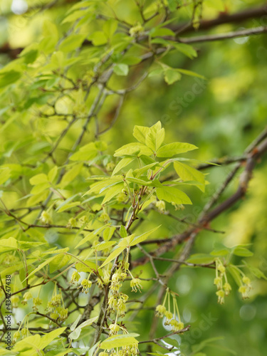 (Acer griseum) Érable cannelle ou érable à écorce de papier aux grappes de feuilles palmatilobées et fleurs à pédoncules verdâtres, solitaires, pendantes au printemps
