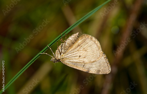 Moth resting on a blade of grass during the day