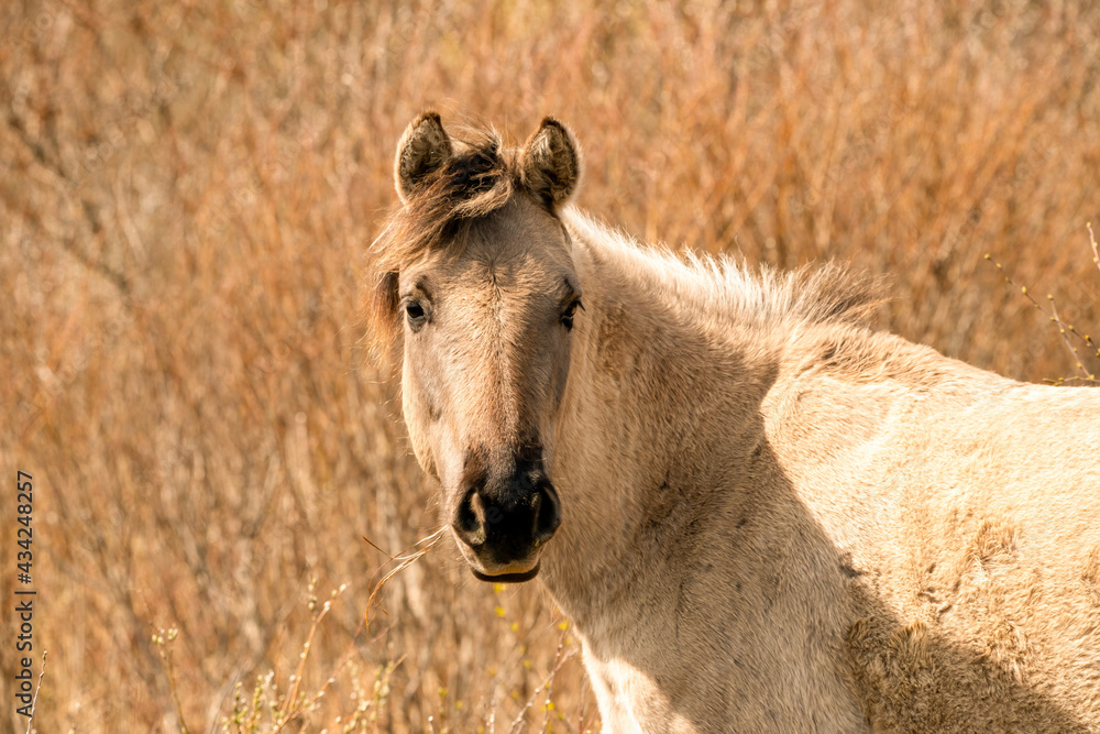 Obraz premium Head of a konik horse mare. In the golden reeds
