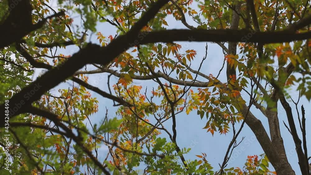 Branches and leaves of a tree moving in the wind.mov