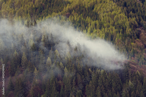 fog in the forest