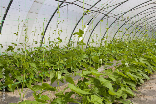 plants de haricots mange tout