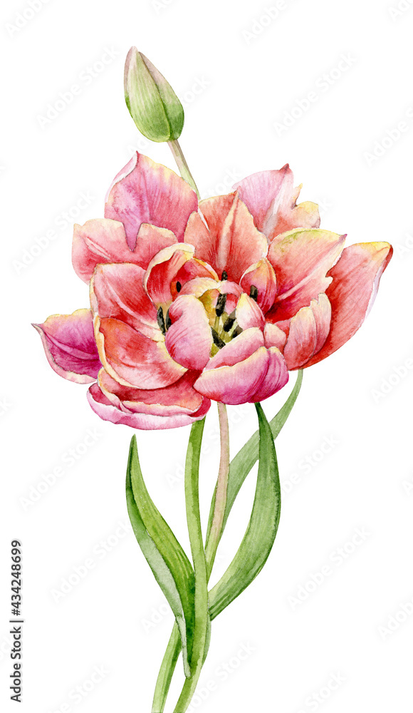 A beautiful bright bouquet of tulips. Flowers painted in watercolor. Spring bouquet. Watercolour illustration.