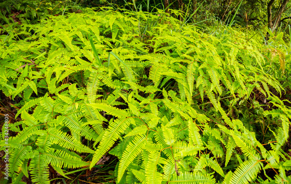 12 Apr 2015, Hiking at West Sai Kung Country park 西貢西郊野公園, Hong Kong 12 Apr 2015, Hiking at West Sai Kung Country park 西貢西郊野公園, Hong Kong