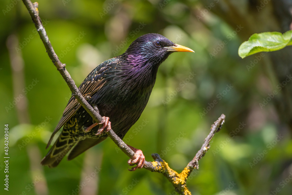 Fototapeta premium Star (Sturnus vulgaris) Männchen