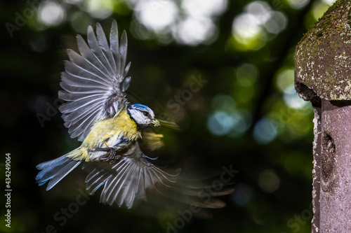 Blaumeise (Cyanistes caeruleus)  fliegt Nistkasten an © Rolf Müller