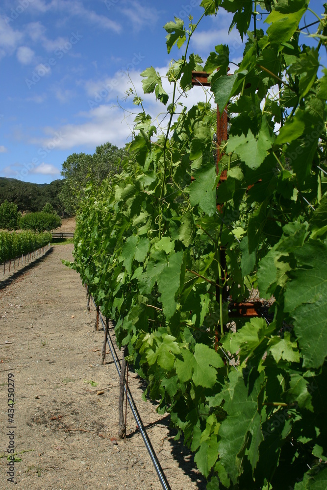 A Grape Vineyard Row of Grapes in Napa Valley California Showing Vines on a Trellis
