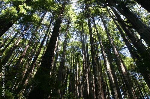 Giant Coastal Redwood Trees in Humbolt County California showing Trunks of Trees Reaching for the Sky under a Green canopy of Branches