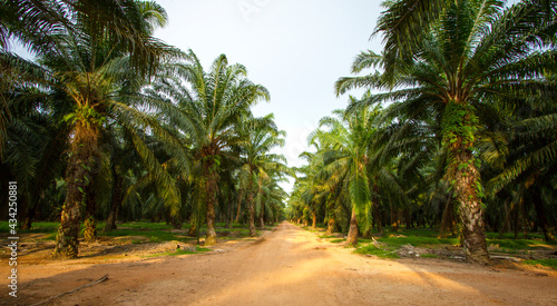 Palm oil plantation. Row of palm trees with dirt road in the middle. 