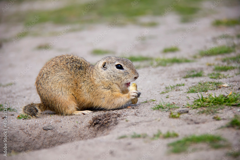 European Ground Squirrel, Spermophilus citellus, Czech Republic European Ground Squirrel, Spermophilus citellus, Czech Republic