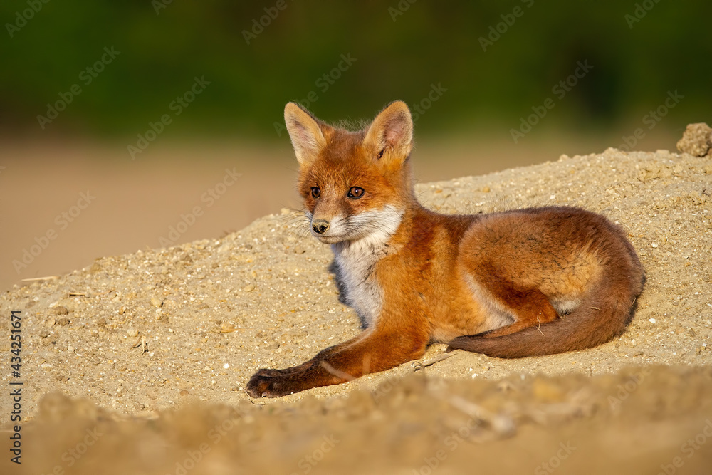 Baby red fox, vulpes vulpes, lying on sand in summer evening sun. Young orange predator resting on den in sunlight. Little mammal looking on field in sunshine.