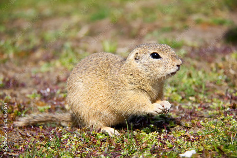 European Ground Squirrel, Spermophilus citellus, Czech Republic European Ground Squirrel, Spermophilus citellus, Czech Republic
