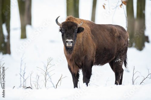 Huge adult european bison, bison bonasus, standing in the snowy forest in winter. Wisent facing camera in white habitat in wintertime. Eye contact with solitary wild mammal in freezing woodland.