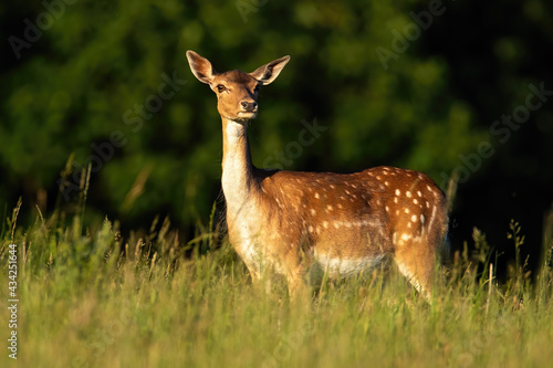 Fallow deer, dama dama, standing on meadow in summer evening sun. Spotted female mammal looking on grassland in sunlight. Wild hind watching on pasture.