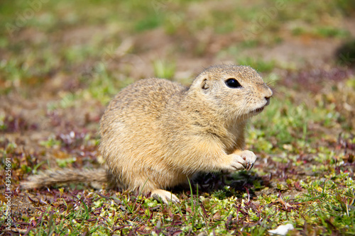 European Ground Squirrel, Spermophilus citellus, Czech Republic