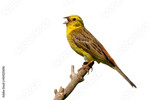 Yellowhammer, emberiza citrinella, singing on wood isolated on white background. Feathered animal with open beak on branch with copy space. Yellow bird sitting on tree.