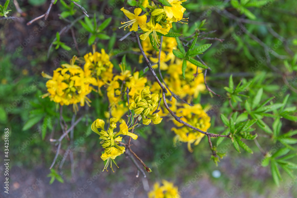 Obraz premium yellow flowers in the garden